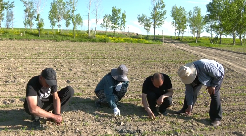特克斯縣打造景觀農(nóng)業(yè)&ldquo;超級(jí)谷物&rdquo;藜麥種植繪就多彩&ldquo;豐&rdquo;景